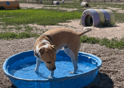 Image shows a dog enjoying a pool at the dog park with the scrambling area and a ramada behind.