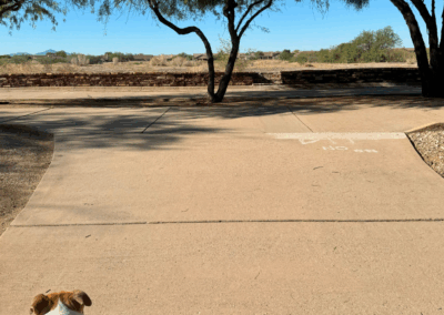 Image shows a dog approaching a fork in the trail leading to the north and south loops.