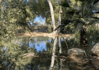 Image shows tall trees and fauna growing in a man-made riparian area.