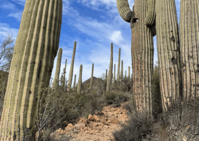 Image shows tall saguaro cacti towering over a dirt road trail in Tucson Mountain Park.
