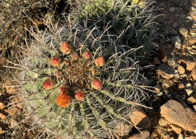 Image shows A large barrel cactus with orange-colored flowers and fruit grows along the trail.