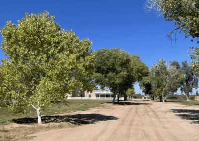 Image shows cottonwood trees along the lane that once lined the front of officers' quarters.