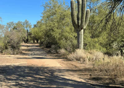 Image shows the trail passing through a dense stand of mesquite trees near a majestic saguaro.