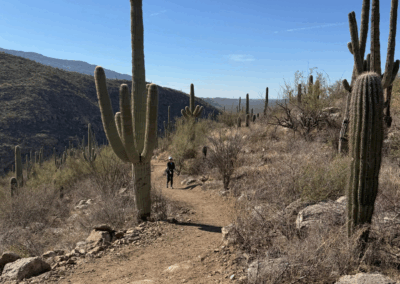 Image shows that the trail winds through saguaro cacti with a city view in the background.