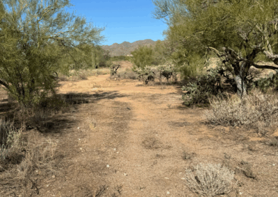 Image shows a packed-earth trail amid trees and cacti in the desert.