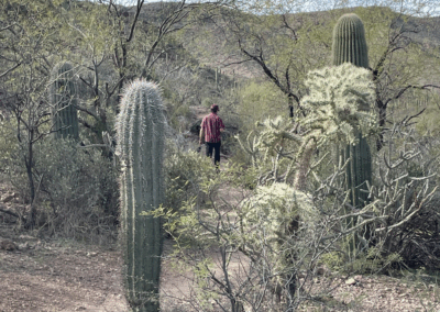Image shows a hiker winding through cholla, saguaros, and thorny mesquite trees.