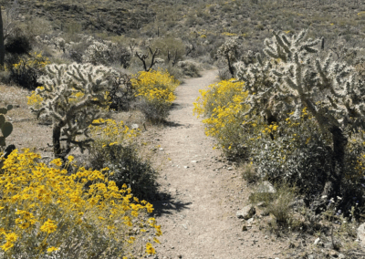 Image shows that a thin trail through the bushes with a background view of the mountains.