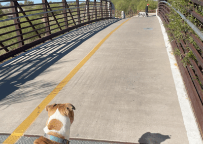 Image shows a dog on a leash viewing the shared-use bridge over a small wash along the loop.