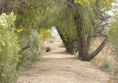 Image shows large riparian trees offering a shady hike through the desert.