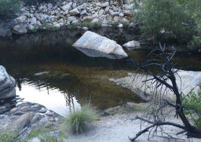 Image shows Desert fauna surrounding Sabino Creek and a set of stones arranged in a heart.