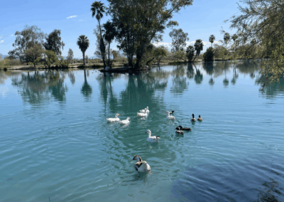 Image shows ducks swimming in Silverbell Lake.