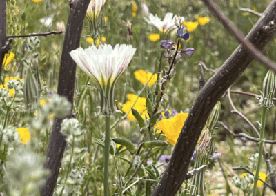 Image shows Indian Mallow and other floral ferns populating the Sabino Creek.