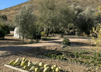 Image shows a view of Sentinel Peak from Mission Garden, the site of the Native American village, T-cuk Șon (pronounced Chuk Shon), which means “at the base of the Black Mountain.