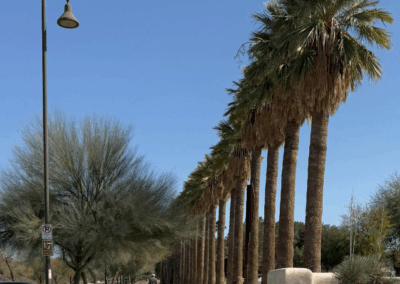 Image of tall palm trees and shrubs surrounding a paved trail.