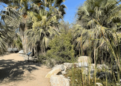 Image of a sandy trail passing through lush palm trees near a body of water.