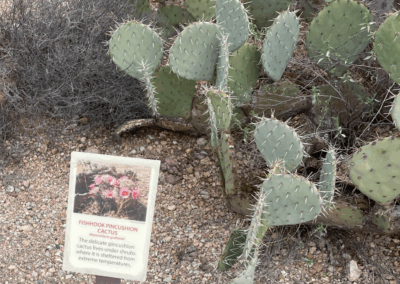 Image of a descriptive sign in front of a cactus.