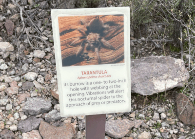 Image of a descriptive sign about a tarantula's burrow.