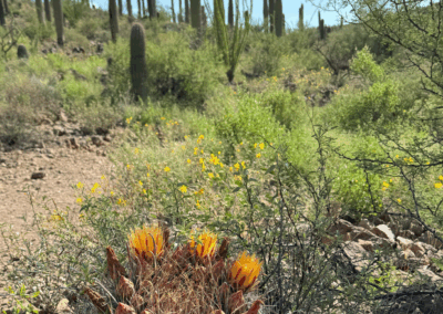 Image of a barrel cactus in the foreground with several shrubs and tall saguaro cacti in the background.