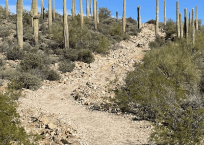 Image of a sloped rocky, sandy trail through shrubs and tall saguaro.
