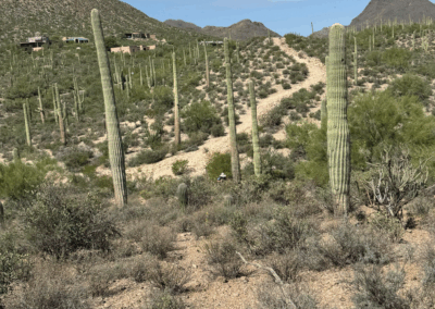Image of a trail and cacti near residential spaces.