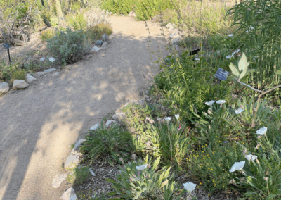 Image of desert flowers and blooming cacti surrounding a trail.