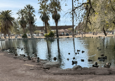 Image of ducks swimming in a lake shaded by tall trees.