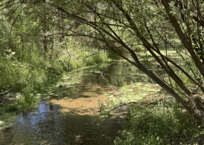 Image of beautiful view of the Sonoita Creek.