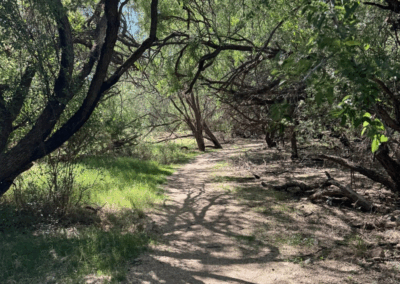 Image of dense trees creating shade along the natural surface trail.