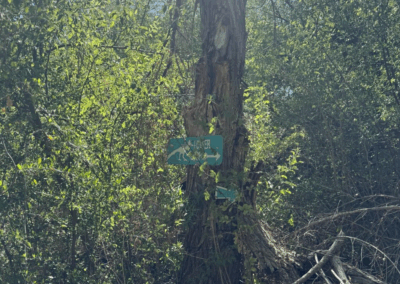 Image of a sign on a tree directing visitors to the lower loop portion of the trail.