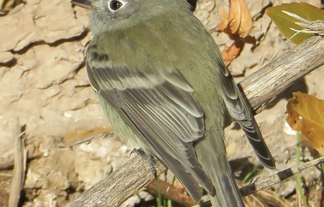 The Geometry of Birding