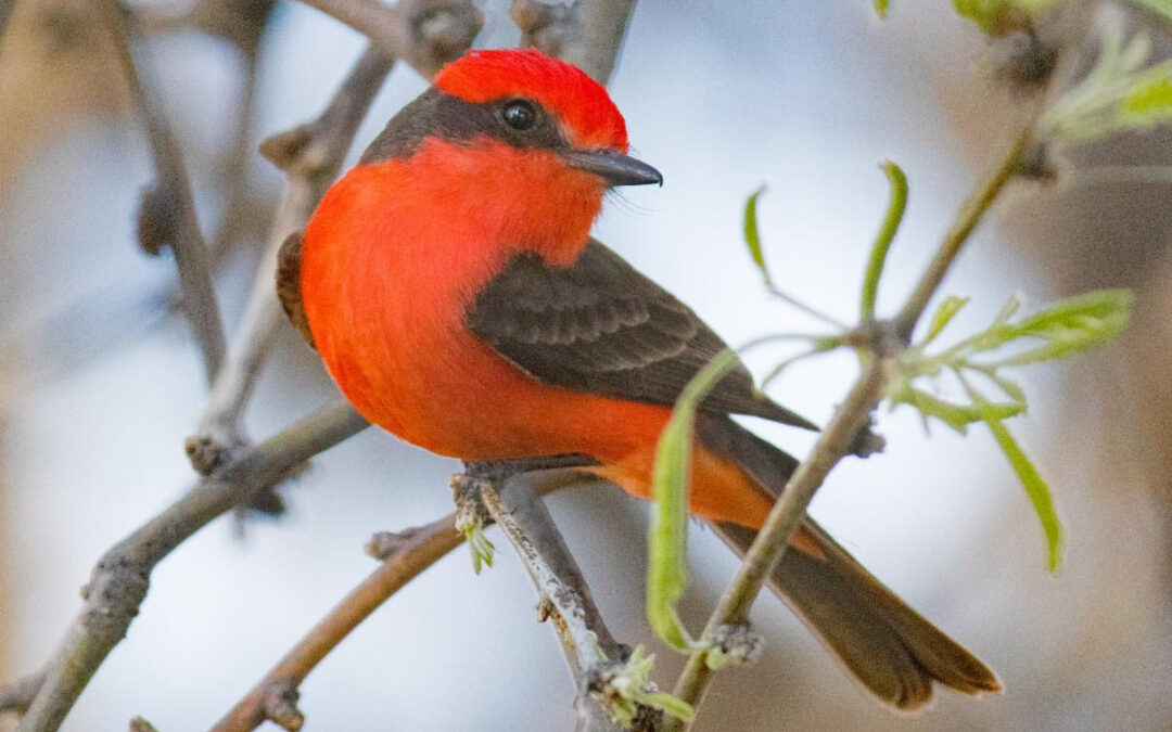 Birding Agua Caliente Park