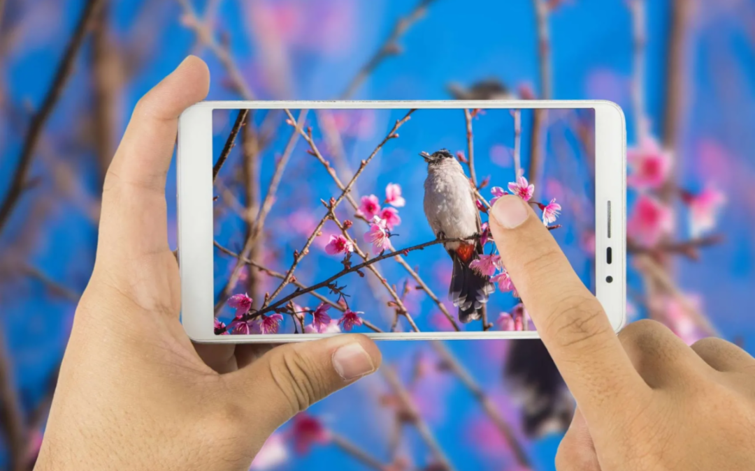 Smartphone  Nature Photography Walk